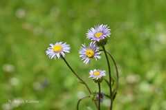 Erigeron acris var. multicaulis